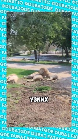 Настоящая дикая Африка в Дубае #shorts
