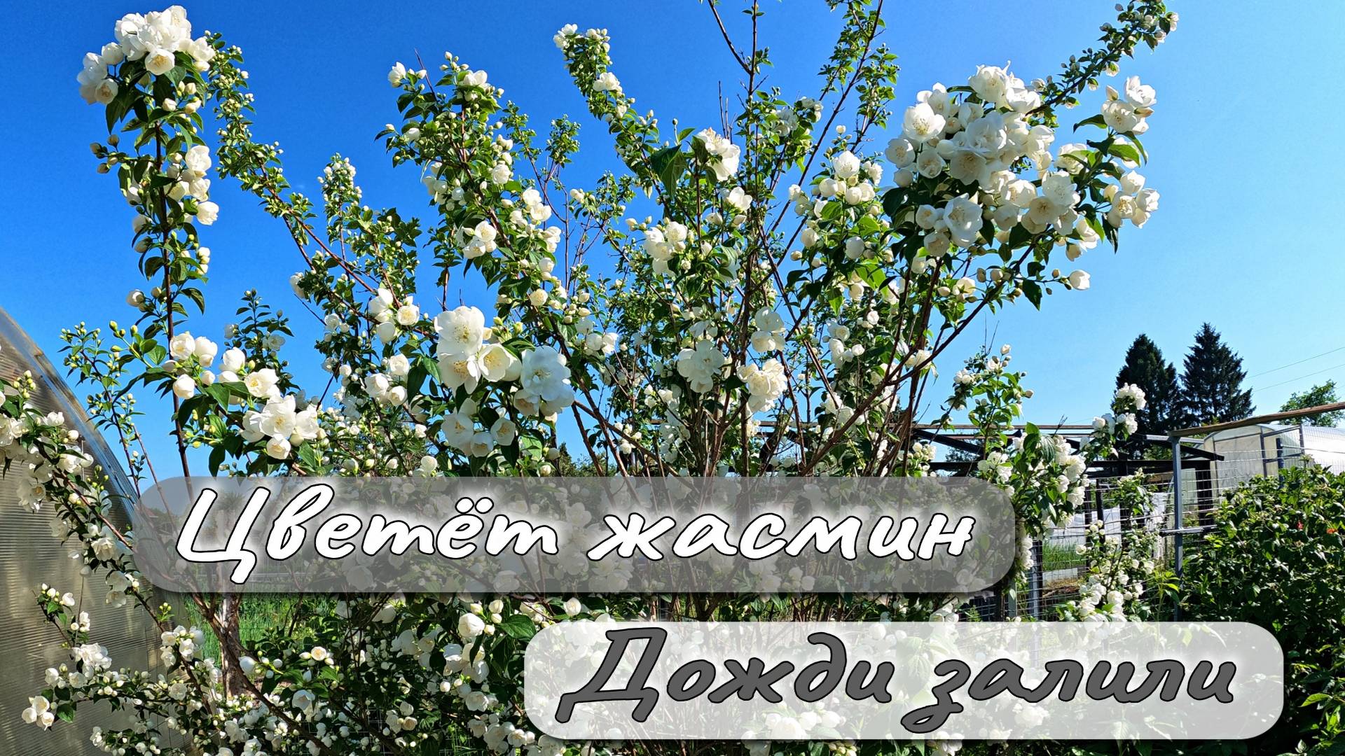 ЦВЕТЕТ ЖАСМИН  ДОЖДИ ЗАЛИЛИ