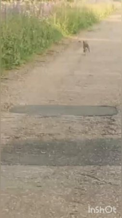 маленький зайчик.