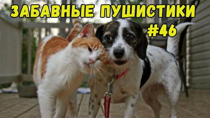 Я РЖАЛ ДО СЛЕЗ 😹 СМЕШНЫЕ КОШКИ И СОБАКИ  СМЕШНЫЕ ЖИВОТНЫЕ 2025 😹 ЛУЧШИЕ ПРИКОЛЫ #46