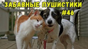 Я РЖАЛ ДО СЛЕЗ 😹 СМЕШНЫЕ КОШКИ И СОБАКИ  СМЕШНЫЕ ЖИВОТНЫЕ 2025 😹 ЛУЧШИЕ ПРИКОЛЫ #46