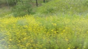 НА МОРЕ НА ПОЕЗДЕ 524