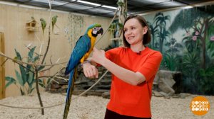 Попугай, не скучай! Доброе утро. Фрагмент выпуска от 18.06.2025