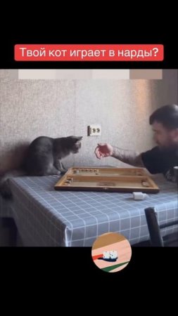 кот играет в нарды