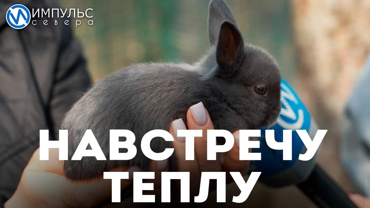 Навстречу теплу