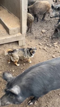 Охота на Кабана