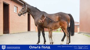 Продается элитная конематка с кровью легенды: Ольга Голд (Olga Gold)!
