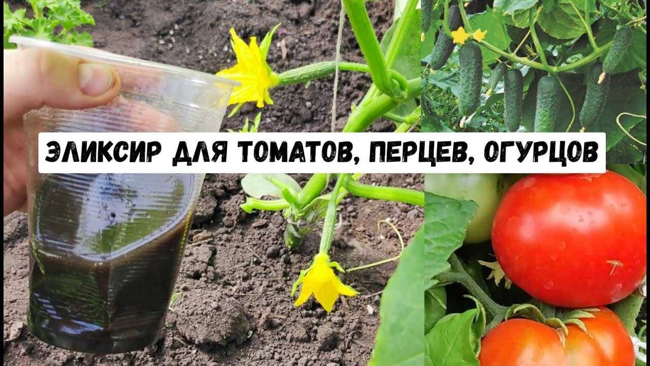 ОБЯЗАТЕЛЬНО Попробуйте эту СЕКРЕТНУЮ ПОДКОРМКУ для ТОМАТОВ и ПЕРЦЕВ!