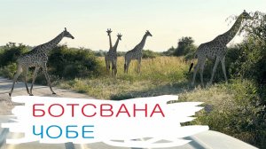 Ботсвана, часть 4, Чобе. Огромное количество слонов, жирафов, крокодилов, бегемотов