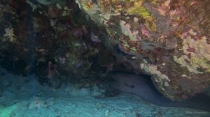 Встреча двух хищников в Красном море
