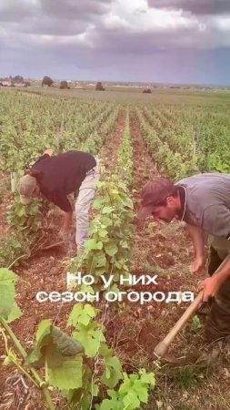 #юмор #отдых #огород #дача