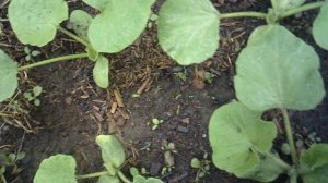 Обзор и прополка лунки с тыквой сорта "Улыбка" - занесённые ветром сорняки