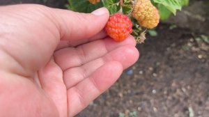 планы все рухнули