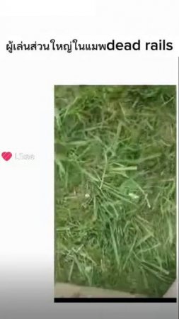 видео из likee