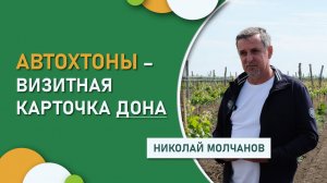 Автохтоны – визитная карточка Дона: почему Николай Молчанов сделал ставку на староместные сорта