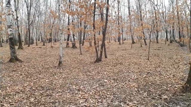 Велофотопоход выходного дня в загородный лес