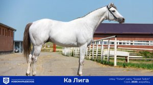 Действующий жеребец-производитель. Ка Лига (Kaw Liga) (США) 2020