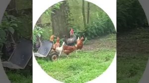Первый раз в деревне