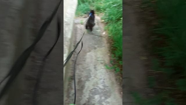 Встреча котиков .