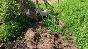 18-06-2025 хотела попасти коз, а они не хотят.