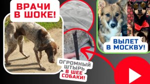 Собака выжила вопреки! Извлекли кусок стрелы от арбалета...