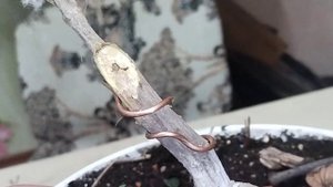 √2 гранат 111 (Бонсай)