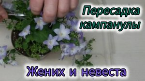 Пересаживаю кампанулу