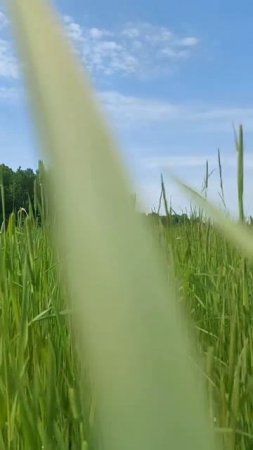 Матушка земля. Природа,лес красота.