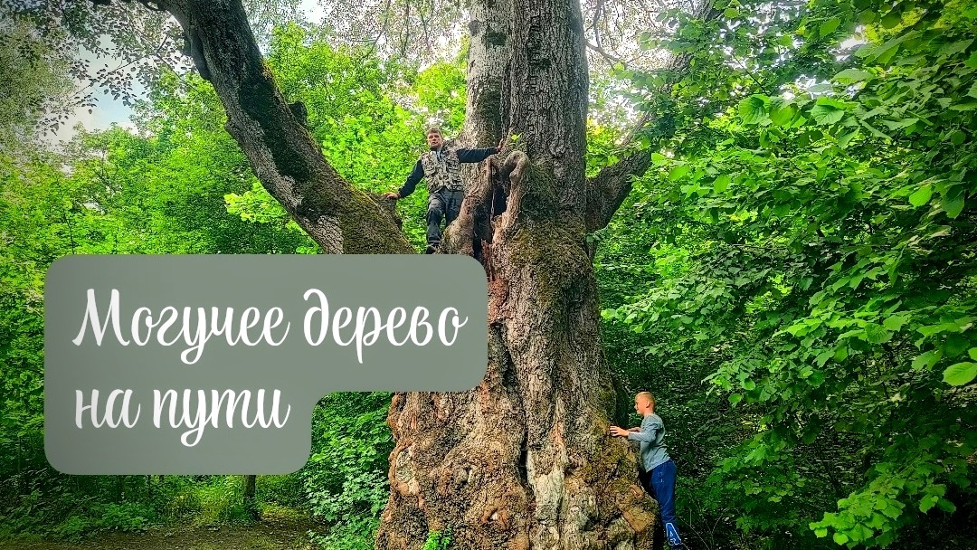 СОБАКИ НА ВОЛЕ, РЕКА, МУДРЫЕ ДЕРЕВЬЯ, СКАЛА НА ЮГЕ