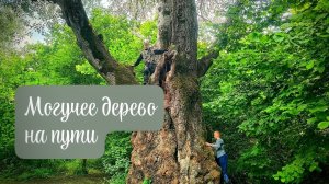 СОБАКИ НА ВОЛЕ, РЕКА, МУДРЫЕ ДЕРЕВЬЯ, СКАЛА НА ЮГЕ