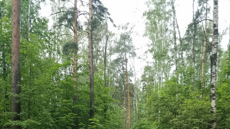 Прикольный лес