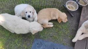 артурка VID_20250614_125717