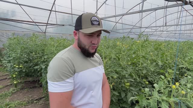 17-06-2025 г. Одним из амбициозных фермеров района является Тимур Сокуров