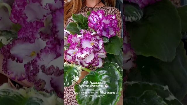 АВ-Навсегда - два варианта цветения: юное растение и уже состоявшееся взрослое