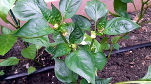 Перцы зацвели. Подкормка перца в июне – закладка основ урожая. Простые секреты ухода за перцем