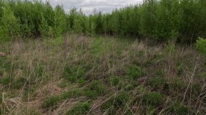 Коростель два подъема занятие Рос Гай-Фрэя