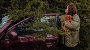 Страховка не поможет: что делать при падении дерева на машину
