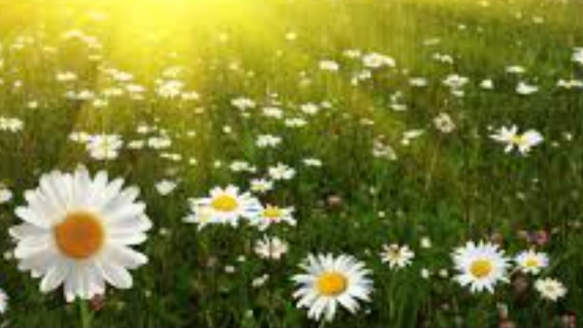 СП Добиваю недовязы 4/2025 Отчёт 25 с Мариночкой Стоговой смотреть онлайн