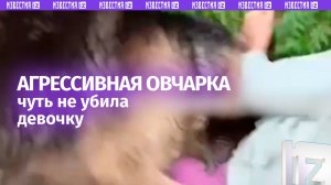 Момент нападения овчарки на девочку — агрессивный пес едва не разодрал ребенка в Тюмени
