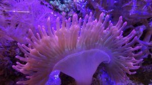 На что способны морские обитатели.