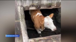 В селе Темясово Баймакского района работники пожарной охраны пришли на выручку корове