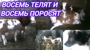 ВОСЕМЬ ТЕЛЯТ И ВОСЕМЬ ПОРОСЯТ