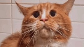 Классное видео о рыжем коте-309 выпуск