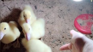 Мускусные утята