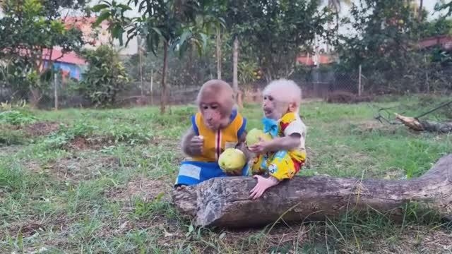 Обезьянки 2 МАЛЕХА и БУКАШКА кроха сбежали из дому Едят фрукты в чужом саду СМЕШНЫЕ ДЕТКИ