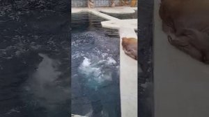 московский зоопарк июнь 2025