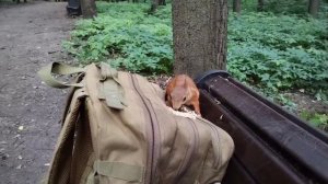 Бельчонок на рюкзаке