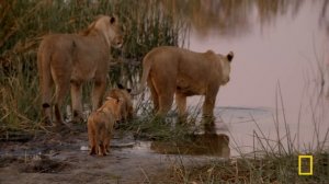Birth of a Pride: Lion Conservation (Full Episode) | SPECIAL | Nat Geo Animals