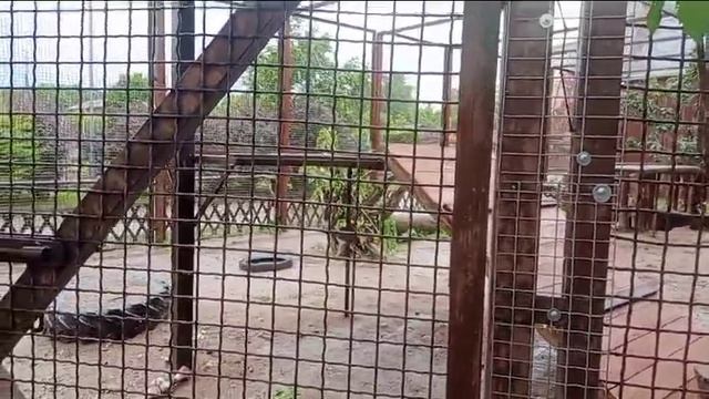 Отчет о походе к директору. Видео от опекуна Светланы