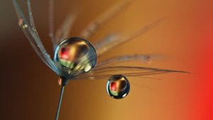 КАПЕЛЬКА СЧАСТЬЯ